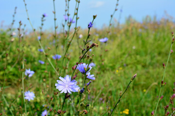 blue flowers of chicory plant on the meadow isolated, close-up