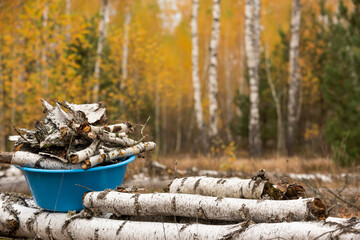 Birch firewood in the autumn birch forest.  Preparing for winter in the countryside.