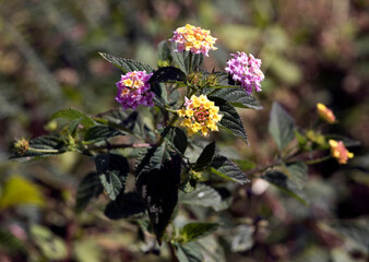 View of Lantana camara flowers