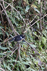 View of  stonechats bird