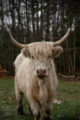 Highland cows grazing 