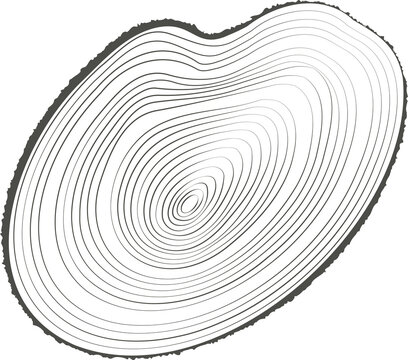 Tree rings wooden log. Circle annual stump texture. Line timber slices.