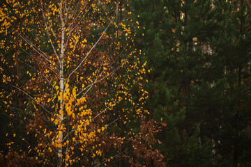 Golden birches and green conifers in the autumn forest.