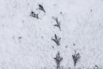 Detailed birDetailed bird traces in fresh snow.d traces in fresh snow.