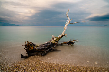 driftwood tree on a rocky beach with turquoise water behind under an overcast sky