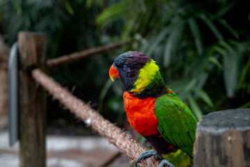 WILDLIFE NATURAL BEAUTY