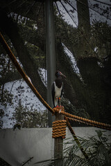 Fototapeta premium WILDLIFE NATURAL BEAUTY