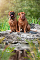 Two Bordeaux Great Danes on a rock by the water