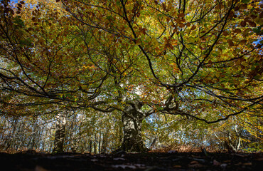 Obraz premium autumn woodlands