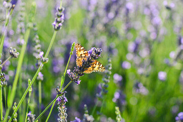 Lavender garden and butterfly