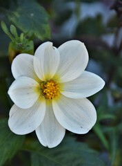 Obraz na płótnie Canvas white dahlia flower