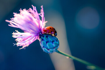 Macro of a ladybug on a flower © Alejandro Zamora