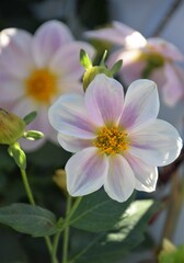 pink and white flowers