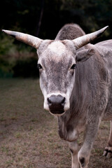 close portrait of bull on face