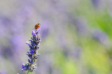 Lavender garden and ladybug
