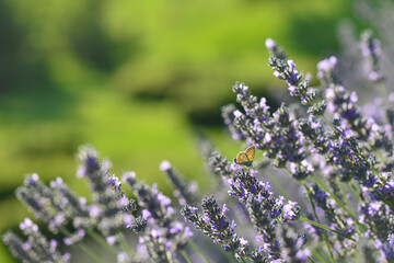 Lavender garden and butterfly