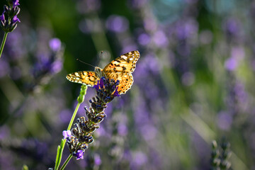 Lavender garden and butterfly