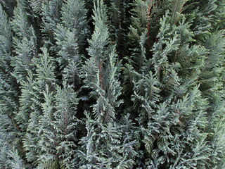 frosty evergreen background