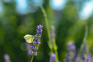 Lavender garden and butterfly