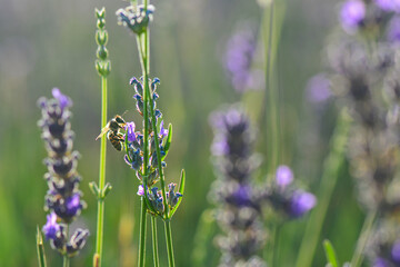Lavender garden and bee	