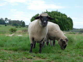 Closeup photograph of two Hampshire Down Ram Sheep grazing in a green grass field, side by side, next to each other with a Willow Tree in the background. One Ram is looking up towards the camera.