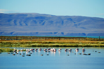 Chilean flamingos are resident in lagoons across Argentine Patagonia and in the far south of...