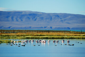 Chilean flamingos are resident in lagoons across Argentine Patagonia and in the far south of Chilean Patagonia