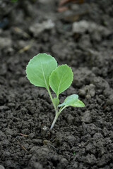 closeup the ripe green cauliflower plant with soil heap growing in the farm soft focus natural green brown background.