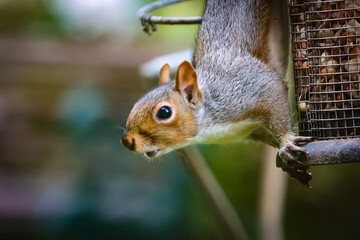Grey Squirrel feeding closeup