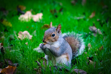 Grey Squirrel feeding closeup