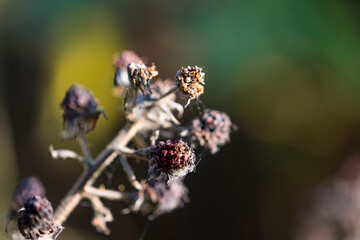 Last summer berries in the sunlight closeup