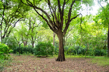 Trees in a park. Greenery scenes of a small forest. 