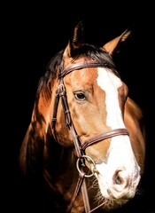 Obraz premium Horse deetails