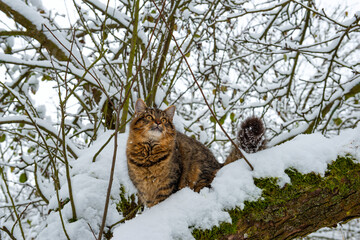brown fluffy siberian cat on the snow covered tree in the winter garden