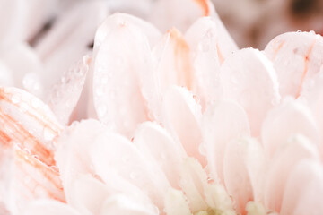 A white chrysanthemum flower.