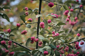 Euonymus plant with fruits in a botanical garden