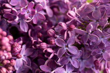Fototapeta na wymiar A blooming bush of purple lilac flowers.