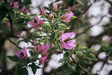 Pink Bougainvillea flowers in a greenhouse