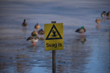 Sign warning for weak ice, ducks sitting on ice in back ground a sunny winter day in Stockholm 