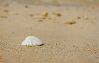 White shell on beige sand