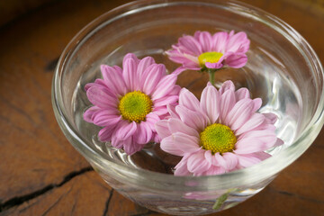 Three Daisy flowers floating on a clear glass bowl