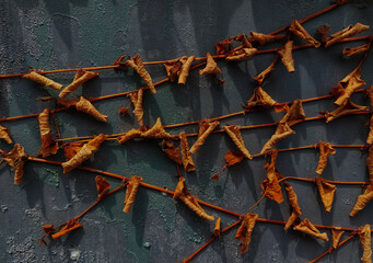 Dried Ficus pumila leaves on the wall