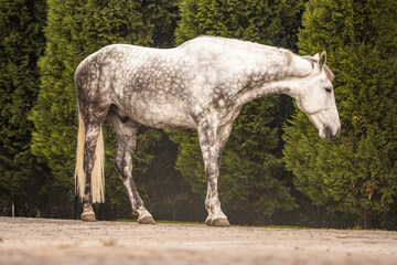 Obraz premium Horse