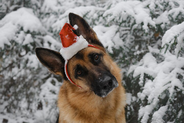 Concept pet celebrates holiday as people. German Shepherd wears red Santa Claus hat on head and sits in snowy forest in winter. Christmas greeting card. Dog listens attentively, tilting head sideways.