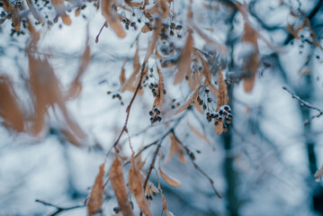 snow covered branches