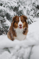 Charming dog on walk in park. Aussie red tricolor. Christmas card with pet. Brown Australian Shepherd sits in winter in snowy forest among young fir trees and smiles.