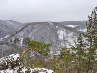 Pine tree on the mountainside. View from the top of the mountain. Snowy, cloudy weather. Mountain climbing