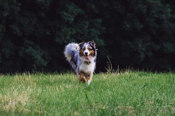 Happy dog running in meadow with a happy smiley face
