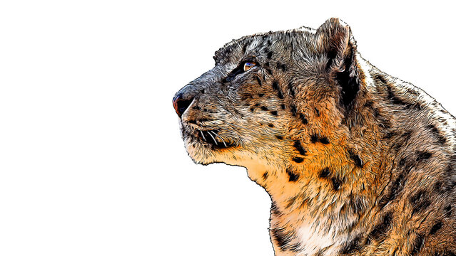 PNG with a transparent background digital portrait painting comic book style illustration of a snow leopard	
