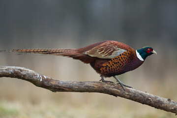 Common pheasant Phasianus colchius Ring-necked pheasant in natural habitat, grassland in early...